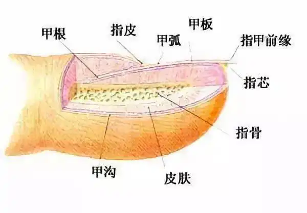 手指甲和脚趾甲生长在指和趾的末端有保护作用,假如没有指甲,手指和