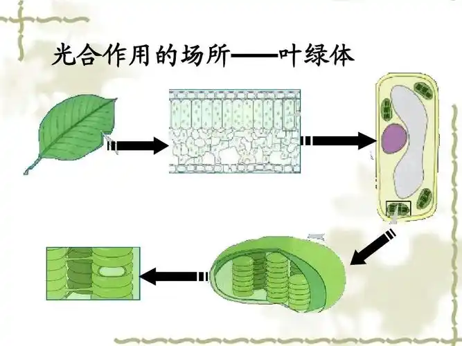 3-2-3-2光合作用过程 光合作用的场所——叶绿体