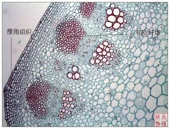 初生壁上沉积了 a href="#" data-lemmaid="8076010">木质化 /a>的 a