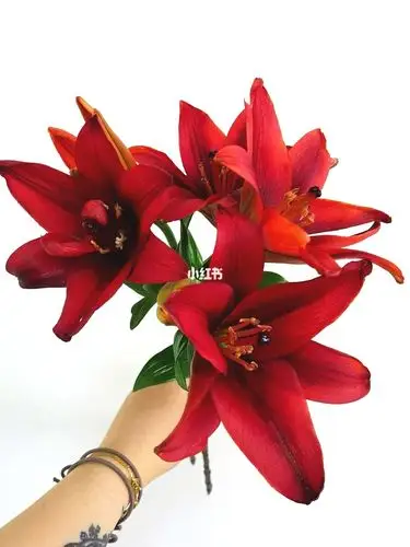 【百合】女王红宝石亚百合_百合_宝石_女王红_红宝石怎么样_鲜花_夏天