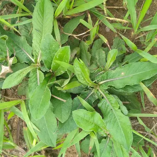 现采地胆草新鲜苦地胆坐地娘整株地胆头地斩头丁茄夫500克