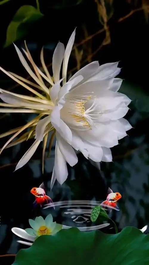 莲花为我开,花开见佛,见心见性见佛