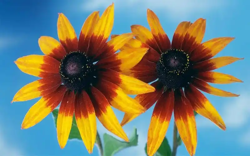 小清新植物花卉高清桌面壁纸图片大全