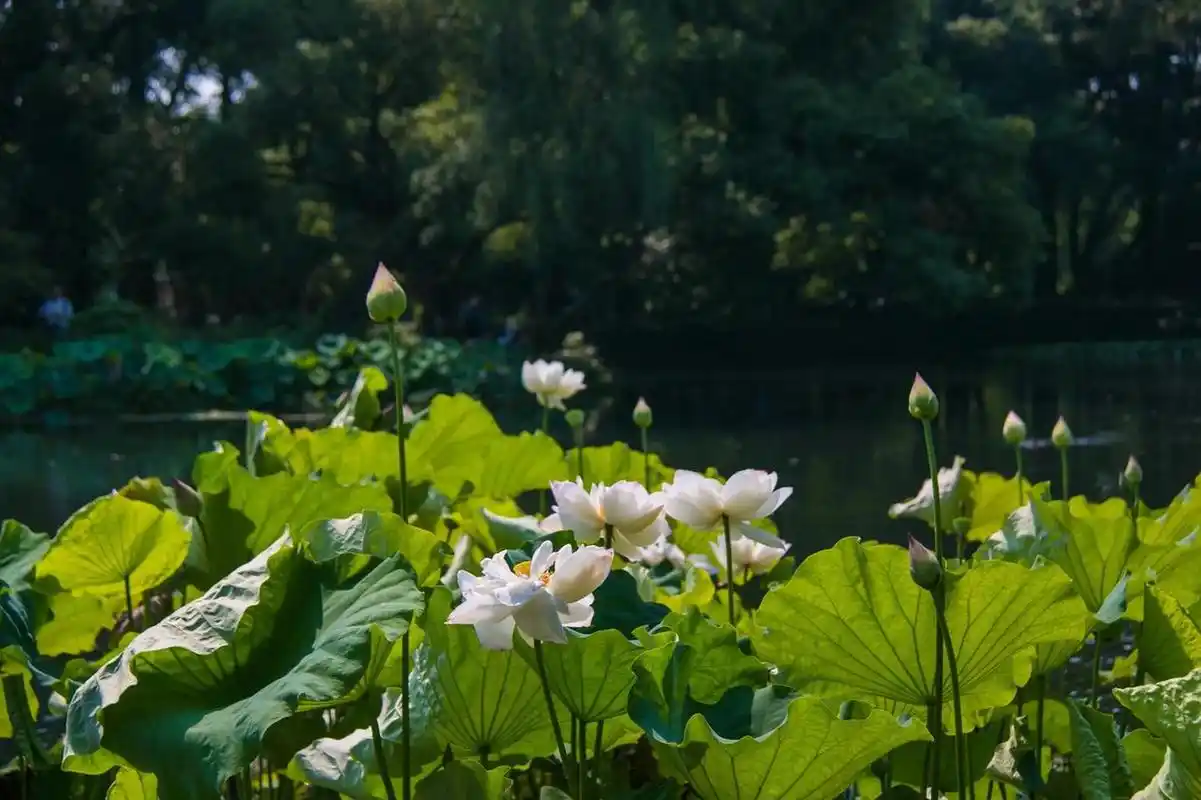 昨天去了杭州西湖曲院风荷景区去看荷花,景区里几大块荷塘都是"接天