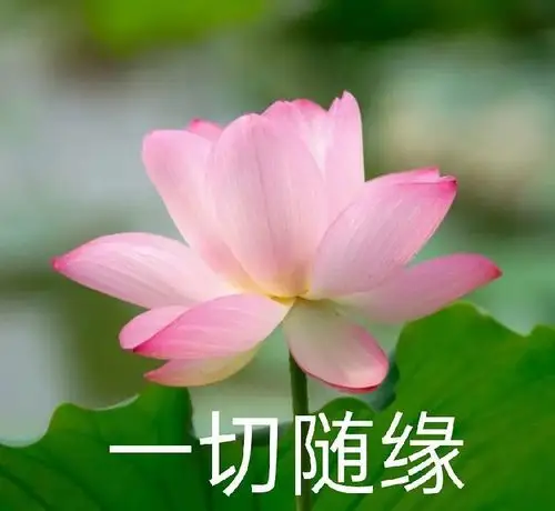 荷花表情包,让我们的丧,更加圣洁～还可以用来做头像,一包两用