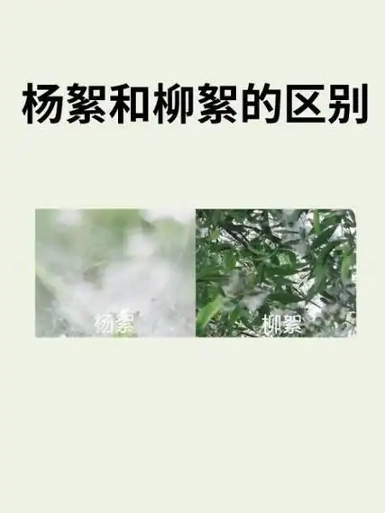 杨絮和柳絮的区别