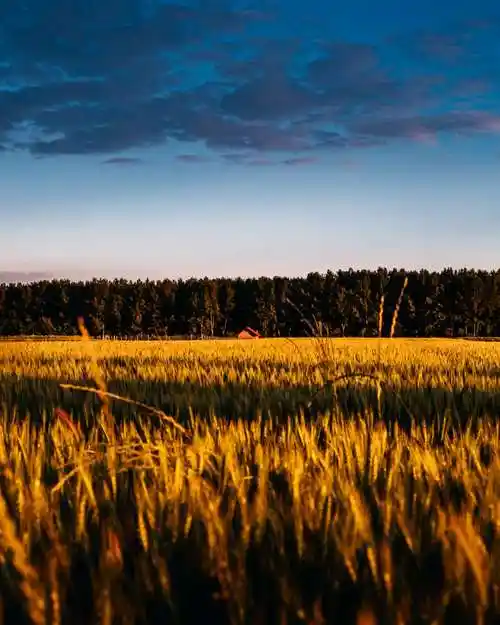 日落, 麦田, 云, 戏剧性, 小麦, 农村, 草, 麦片, 夏天, 黎明