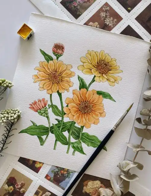 手绘花卉百日菊