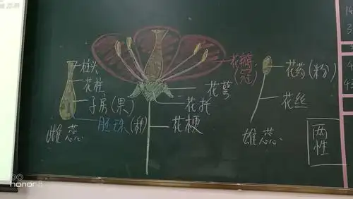 花的组成
