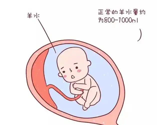 胎儿|羊水量|妊娠|胎盘|胎儿发育_网易订阅