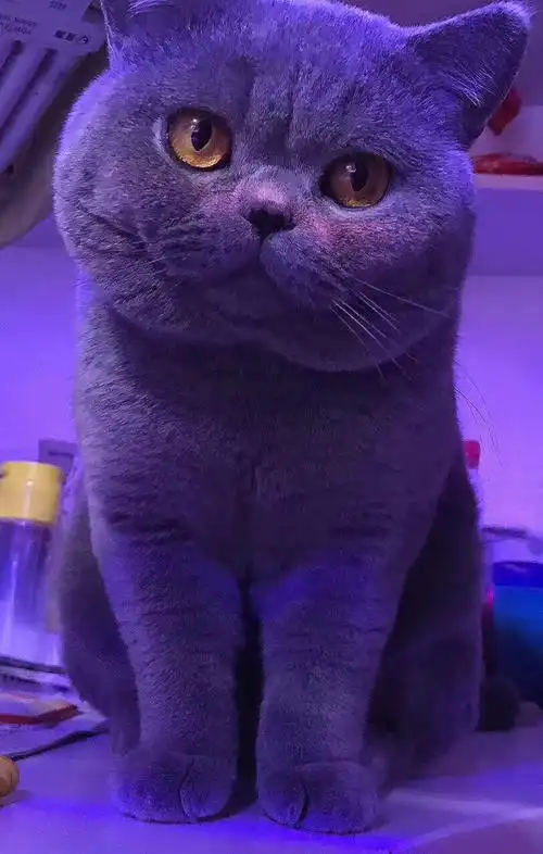 每日一猫蓝色英短去年的cfa世界冠军