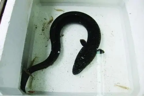 经省海洋水产研究所专家鉴定,系国家二级保护野生动物花鳗鲡