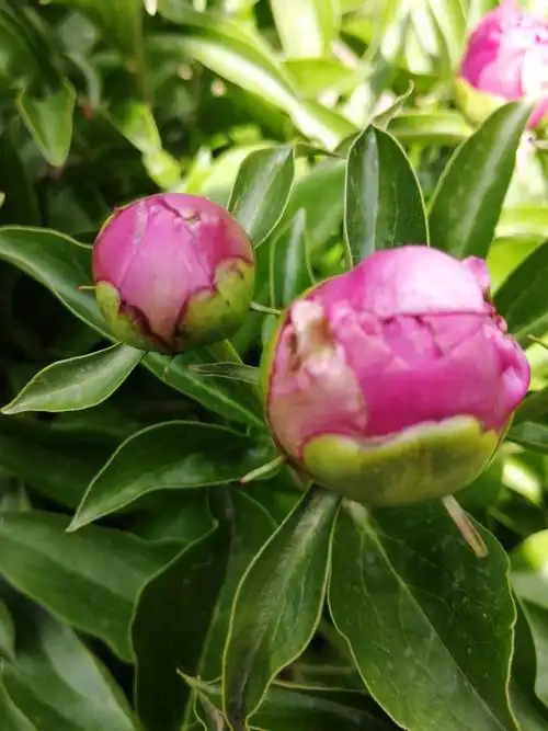 其它 芍药花 写美篇芍药花, 是草本,花朵大,而且色彩鲜艳,真有貌似