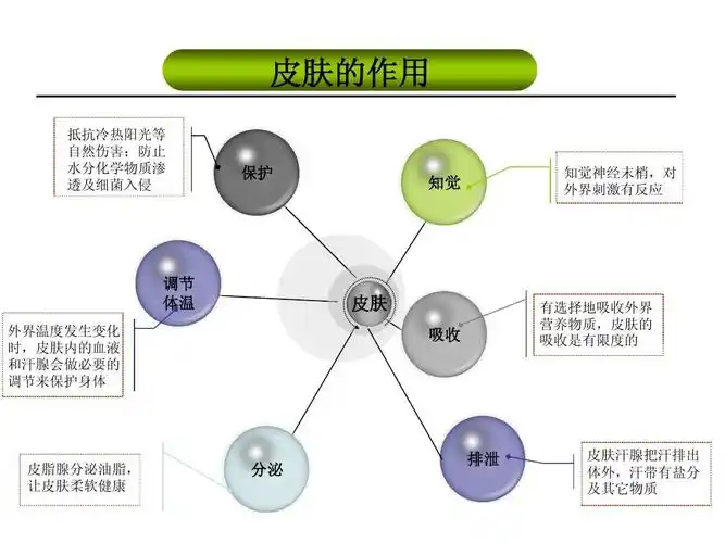 皮肤基本知识_word文档在线阅读与下载_无忧文档