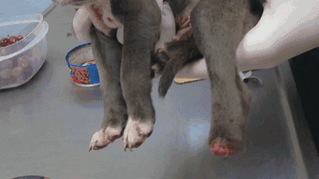 他的硬汉外表下,有一颗让狗狗都融化的心