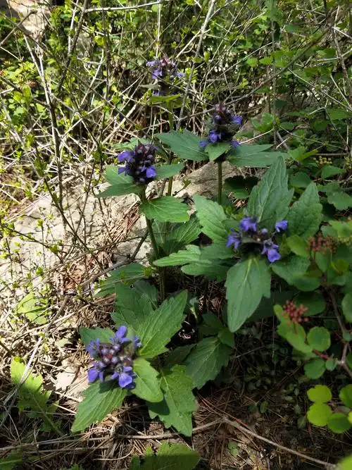 中药植物科普之--筋骨草