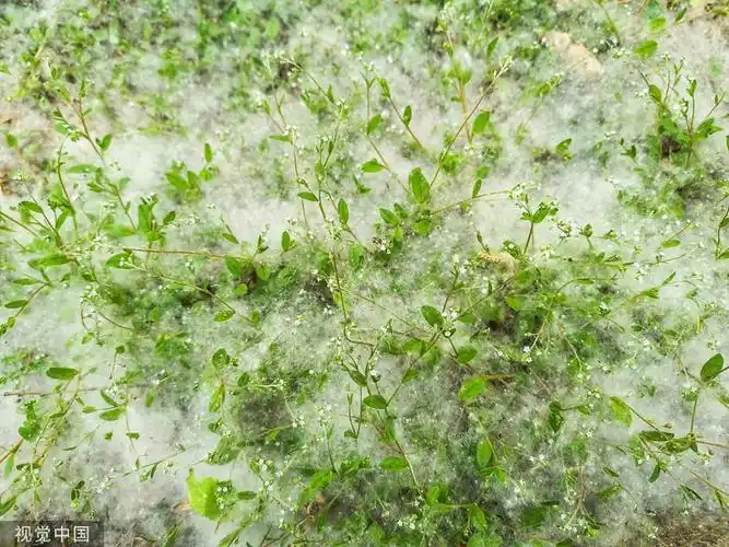 春日健康帖丨杨柳飞絮进入高发期防护别忘这几个细节