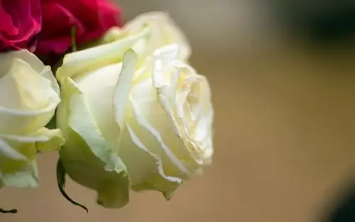 清新唯美高清纯洁白玫瑰图片桌面壁纸