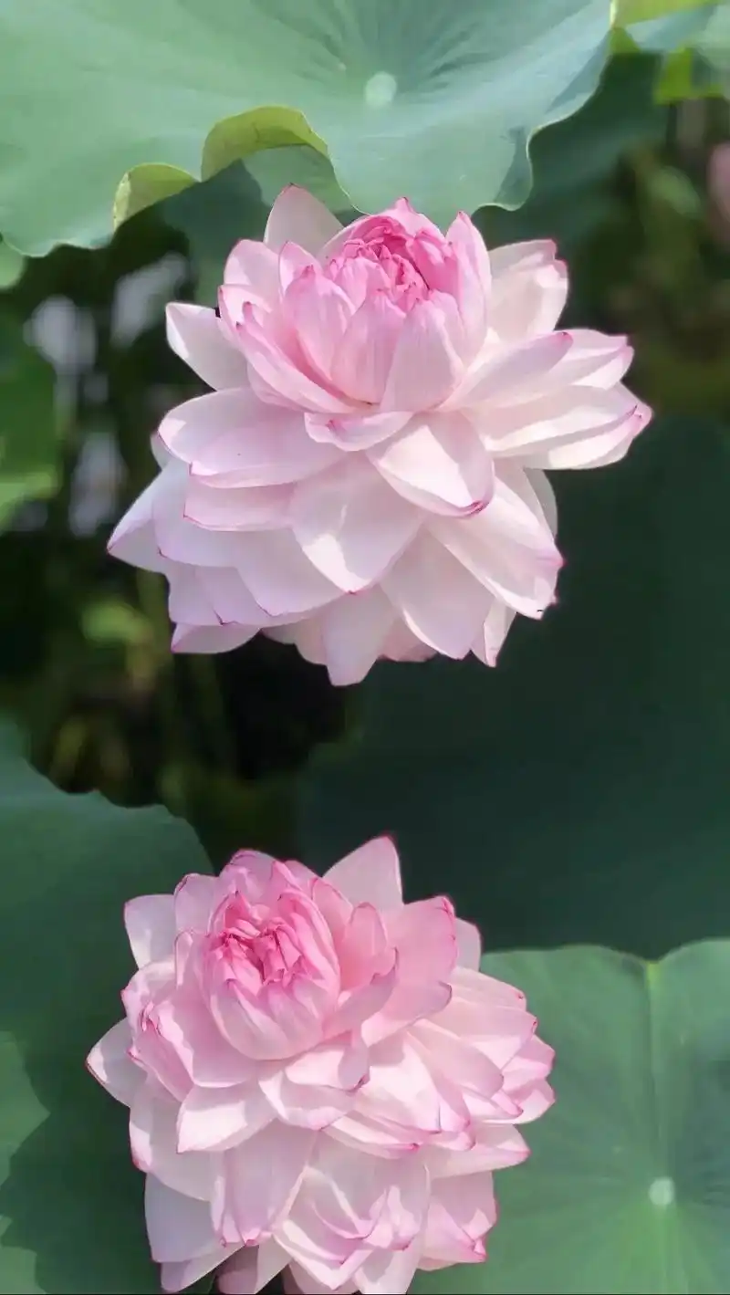 我们在这里念佛,我们的心灵,已经在极乐世界了! 我们的身影, - 抖音