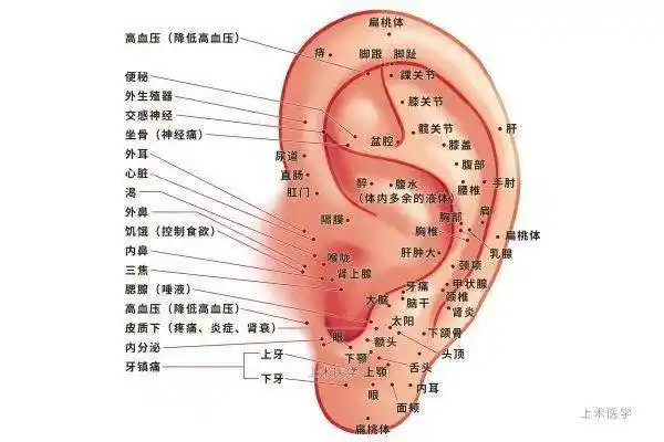 迁医健康按摩耳朵也能治病中医适宜技术耳穴疗法