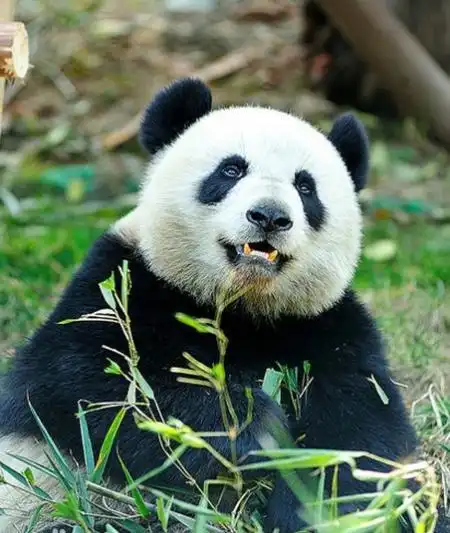 盘点全球十大最可爱的动物