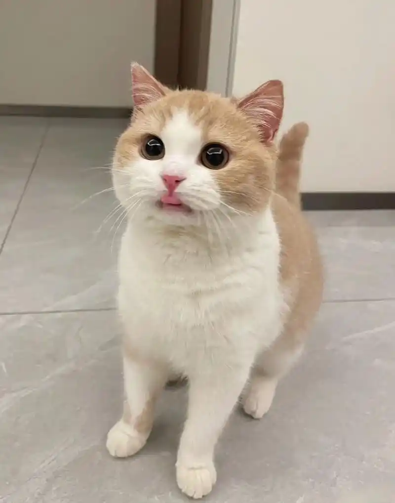 自家养的英短乳白找新家 大长腿的小可爱,做了疫苗和驱虫,会用猫砂