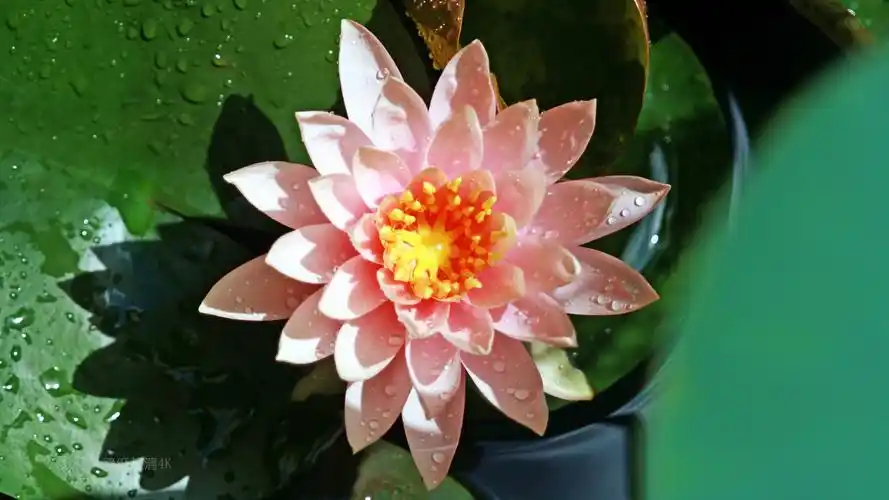 最美的睡莲图片大全