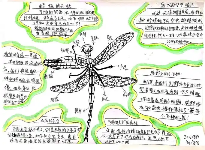 蜻蜓有什么奥秘?