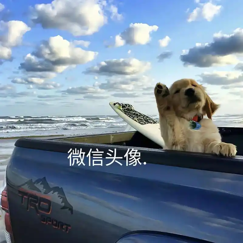 海的故事只有海鸥聆听,如果思念有声那会是场海啸吗 #动物头像 - 抖音