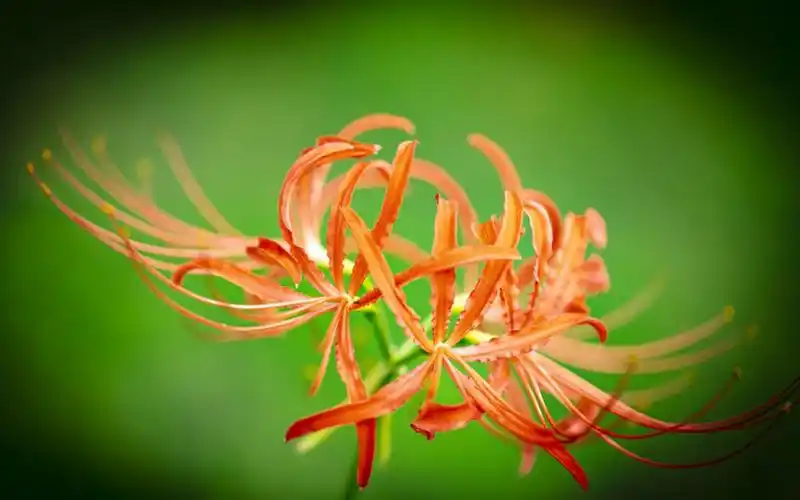 唯美艳丽的彼岸花图片桌面壁纸