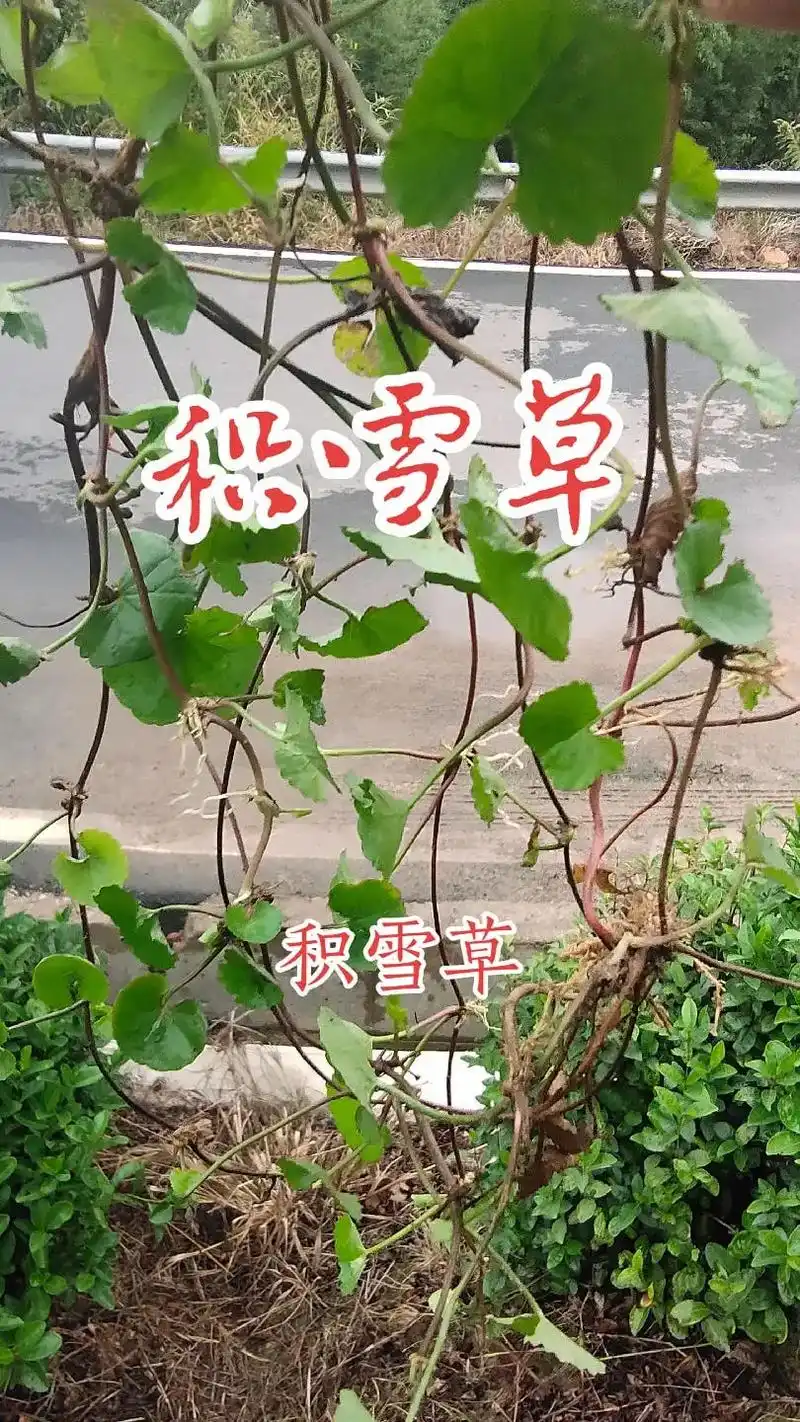 乌溪江草药101.积雪草 【出处】《本经》 【别名】连钱草《 - 抖音