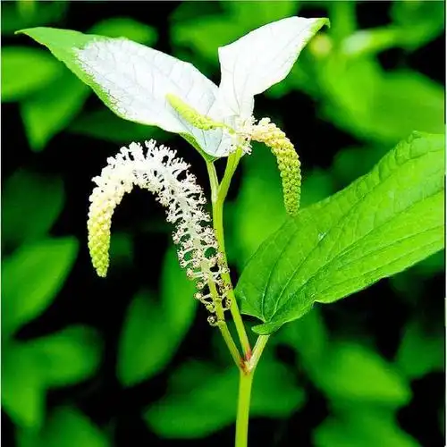水沟边常见的三白草,别名白面姑,白舌骨,塘边藕,奶奶称脚气草