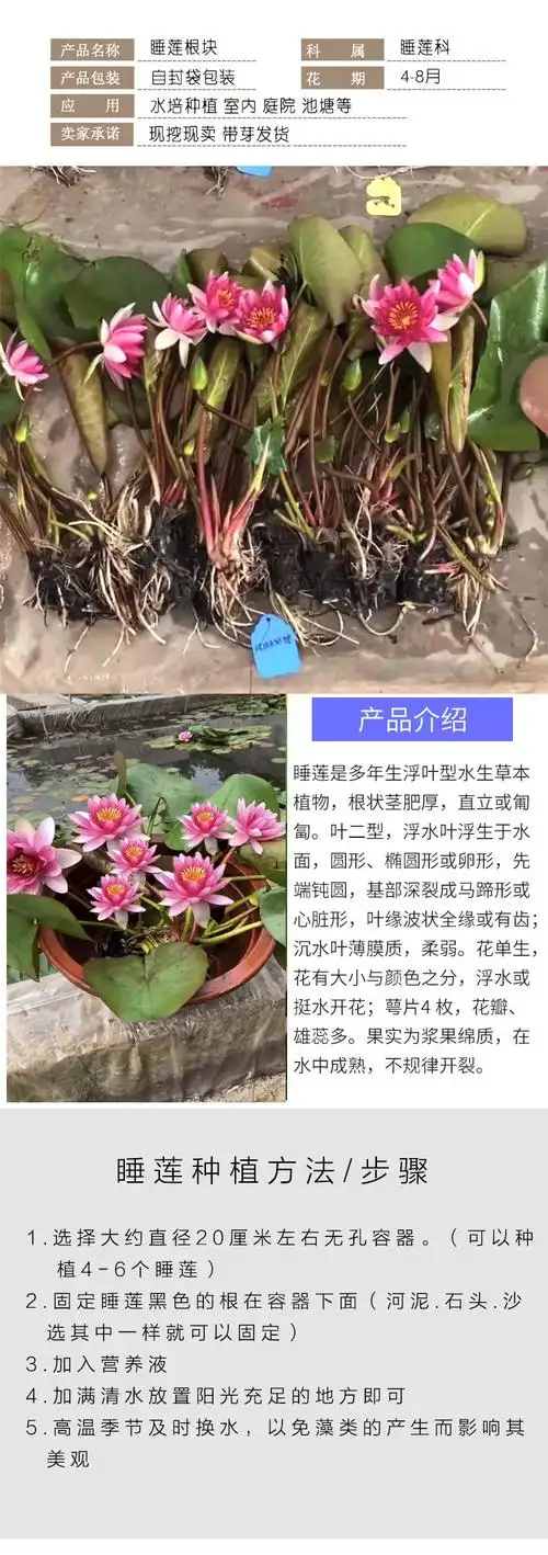 大睡莲根块池塘水培植物四季荷花盆栽水养花卉碗莲根茎带芽
