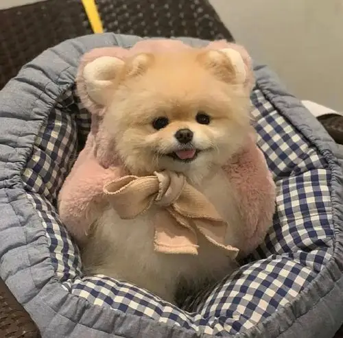 我想看可爱的狗狗图!