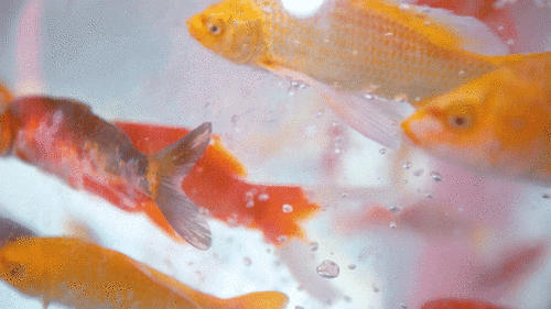 国潮金鱼展宝龙开秀五一假期锁定这里才够嗨