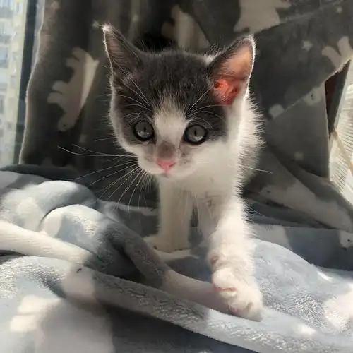 英短dd 灰白 自家奶猫找主人啦 价低