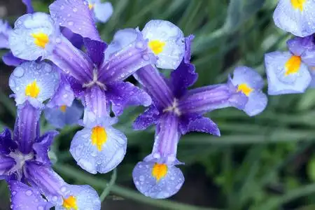 蓝紫色鸢尾蓝色彩色的鸢尾花照片