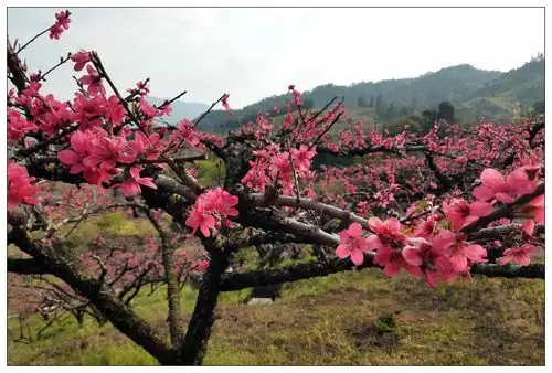 阳春三月,十里桃花漫山红!