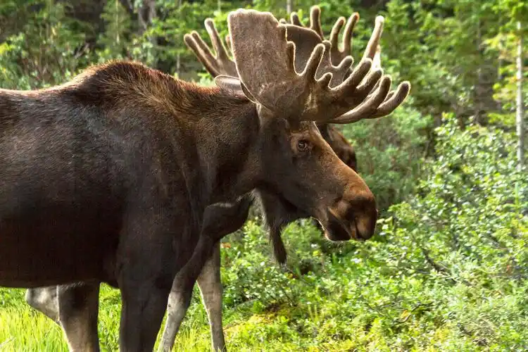 驼鹿,大,走,树林