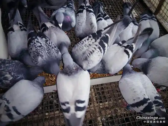 下午喂鸽了昨下午往小赛棚里扔进8羽小鸽子它们分别是瓦灰雄配四关鸽