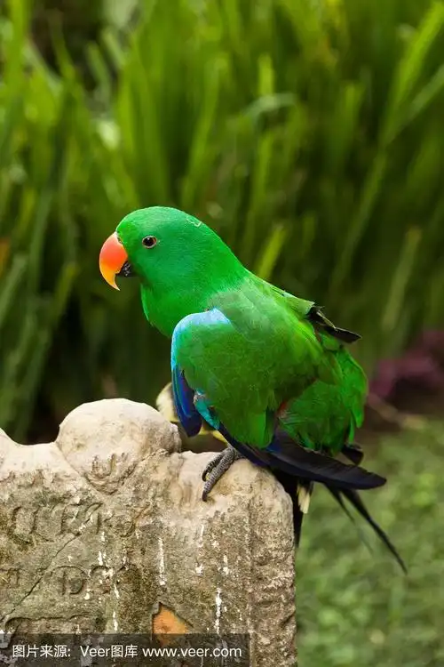 绿鹦鹉