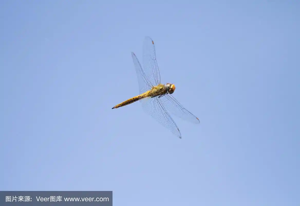 飞翔的蜻蜓与蓝天背景