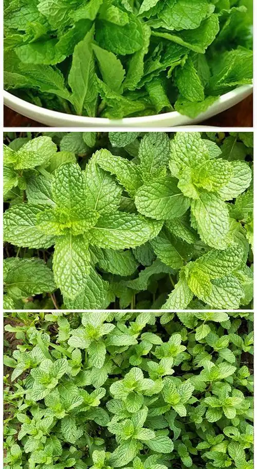 新鲜薄荷叶500g清凉食用西餐酒吧调酒泡水泡茶香料莫吉托留兰香 薄荷