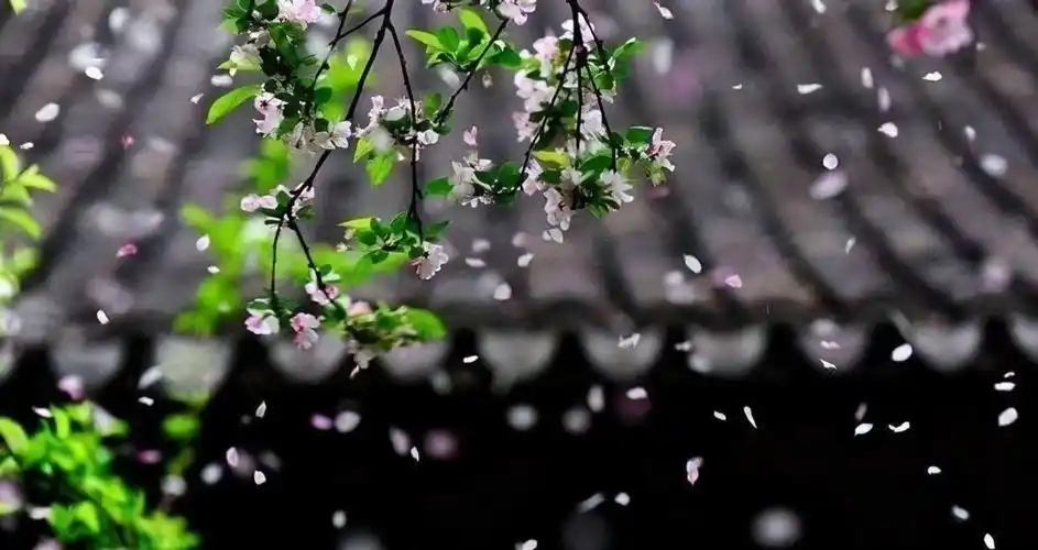 5首落花古诗词,唯美了岁月,惊艳了时光,一读便爱上 - 历史资讯(主打网