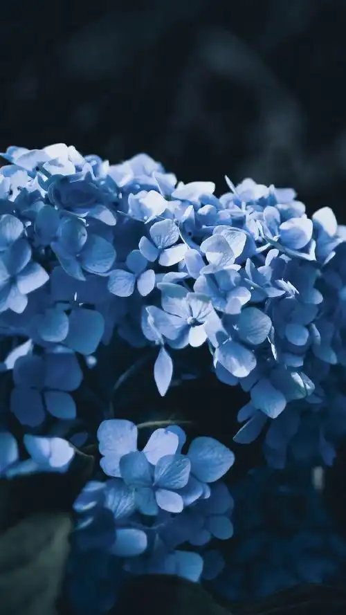 唯美绣球花高清图片手机壁纸_植物_手机壁纸下载_美桌网