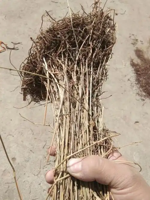 野生整棵徐长卿 带根全草