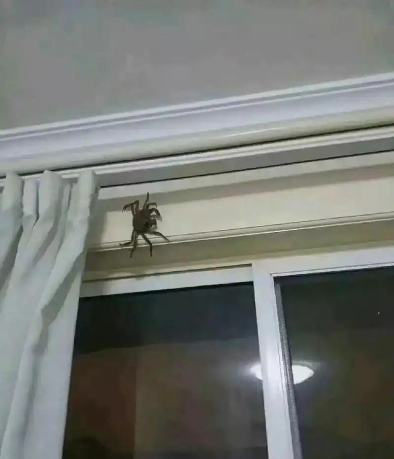 网友:现在的生活还可以哦,家里的蜘蛛9915都这么大