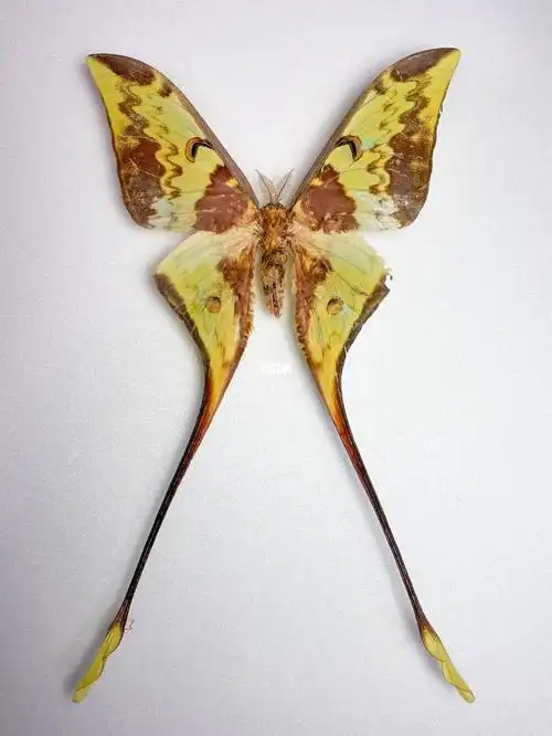 马来西亚长尾水青蛾