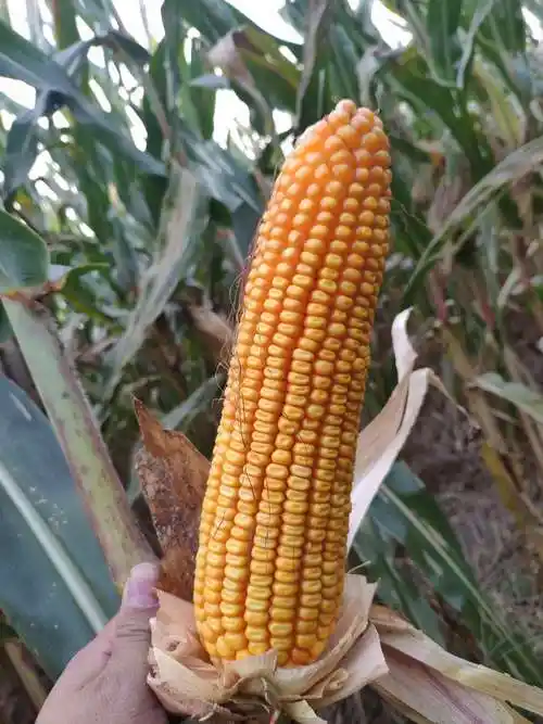 高产吨粮王,抗性我最强.红轴大棒渭玉369