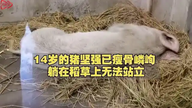 14岁"猪坚强"现状:瘦骨嶙峋无法站立 它曾挺过汶川地震
